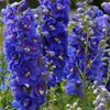 Perennial Flowers - One Gallon Pots, Sold in 6 count trays